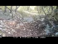 Gray Fox Evades Coyotes