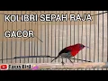 Download Lagu Burung Kolibri Sepah Raja Gacor nembak. @faxxybird