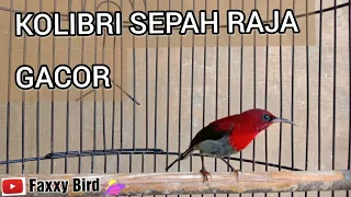 Download Burung Kolibri Sepah Raja Gacor nembak. @faxxybird MP3