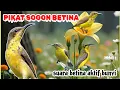 Download Lagu PIKAT SOGON BETINA | suara sogon betina aktif bunyi