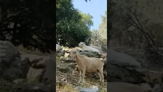 Sailing in 22 Fathom Bay, Turkey #shorts #turkey #sailing #travel