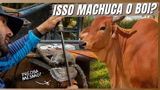 COMO CASQUEAR UM TOURO DESSE TAMANHO?! | A CASA DOS BICHOS