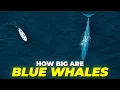 How Big Are Blue Whales