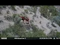 Colt or Filly
