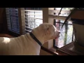 Jake the American Bulldog Lab Mix Sees a Friend