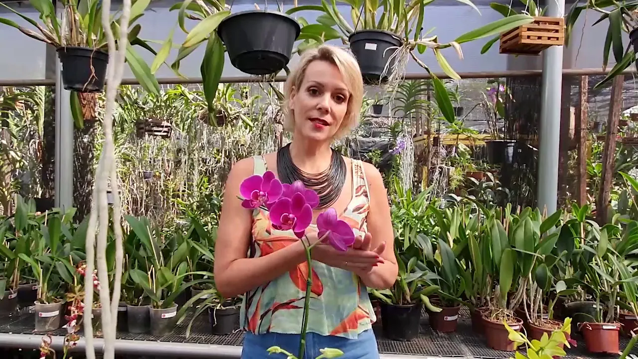 COMO CUIDAR DE ORQUÍDEAS