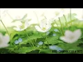 Download Lagu Akie - (Shinpakusuu#0822) - Aesthetic Anime Music Video (AMV)