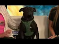 Meet a Rescue Boxer
