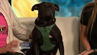 Meet a Rescue Boxer