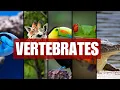 Vertebrates Characteristics and groups