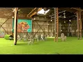 Tour of the new Good Dog Bar Park in Birmingham