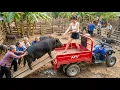 Lagu Using a Four Wheel Vehicle to Transport a 200kg Village Pig to the Market