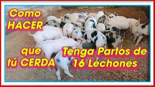 Como hacer que tu cerda para 16 LECHONES ǀ Ing. Jannin Hernández Blandón MSc