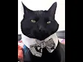 FREE Fancy Pet Collar Sewing Tutorial