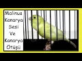 Download Lagu The Great Waterslager Canary Singing | Canary Voice | Malinois Canary | 2 hours