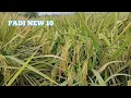 Padi New 10: Varietas Unggul dengan Hasil Tinggi