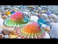 Download Lagu The best spots to find pearl oysters: Finding Hidden Treasures on the Shore and rare pearl