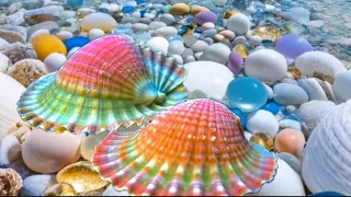 The Best Spots To Find Pearl Oysters Finding Hidden Treasures On The Shore And Rare Pearl 