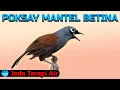 Download Lagu Master Poksay Mantel Betina | Jeda Terapi Air