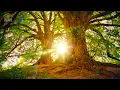 Download Lagu Relaxing music piano, nature, forest sounds, birds - 10 hour version