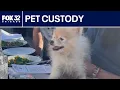 Who gets the pet New Illinois law lets judges decide pet custody disputes ChicagoLIVE