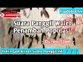 SUARA PANGGIL No1 PRODUK BAN Yang Masih Banyak Dicari PETANI WALET ..!! Hasil Dari Open Protek