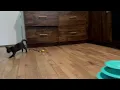 of adoptable pet named Salem