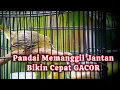 Download Lagu Suara Sirtu/Cipoh Betina Gacor Memanggil Jantan Ampuh bikin sirtu cepat gacor