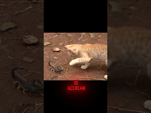 El Gato del Desierto y su Técnica Letal para Cazar Serpientes y Escorpiones Venenosos #wildlife