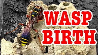 giving birth to a wasp