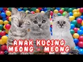 Download Lagu TANG TING TUNG VERSI KUCING LUCU DAN KAWAN KAWAN TERBARU