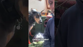 #fyp #dream #vlog #pets #doberman #petsofyoutube