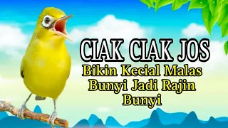 Download CIAK CIAK JOSS BETINA BIKIN KECIAL MALAS BUNYI JADI RAJIN BUNYI MP3