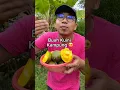 Download Lagu Buah Kuini Kampung 😍, kena cuba sekali seumur hidup tau 😆 #petanimudakayaberjaya #bossmipetani