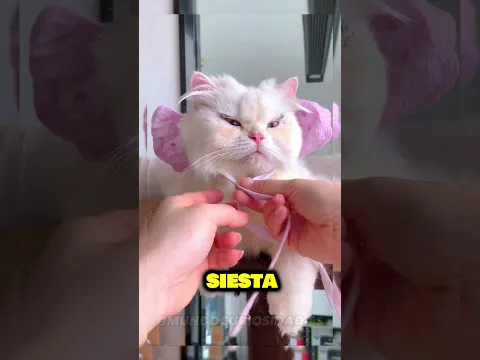 Valentina la GATITA hermosa mira como quedo 🥰 #shorts