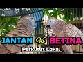 Download Lagu Perkutut Betina Vs Jantan Gacor