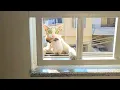 Download Lagu Who would've thought this stray cat would end up bringing the whole family!