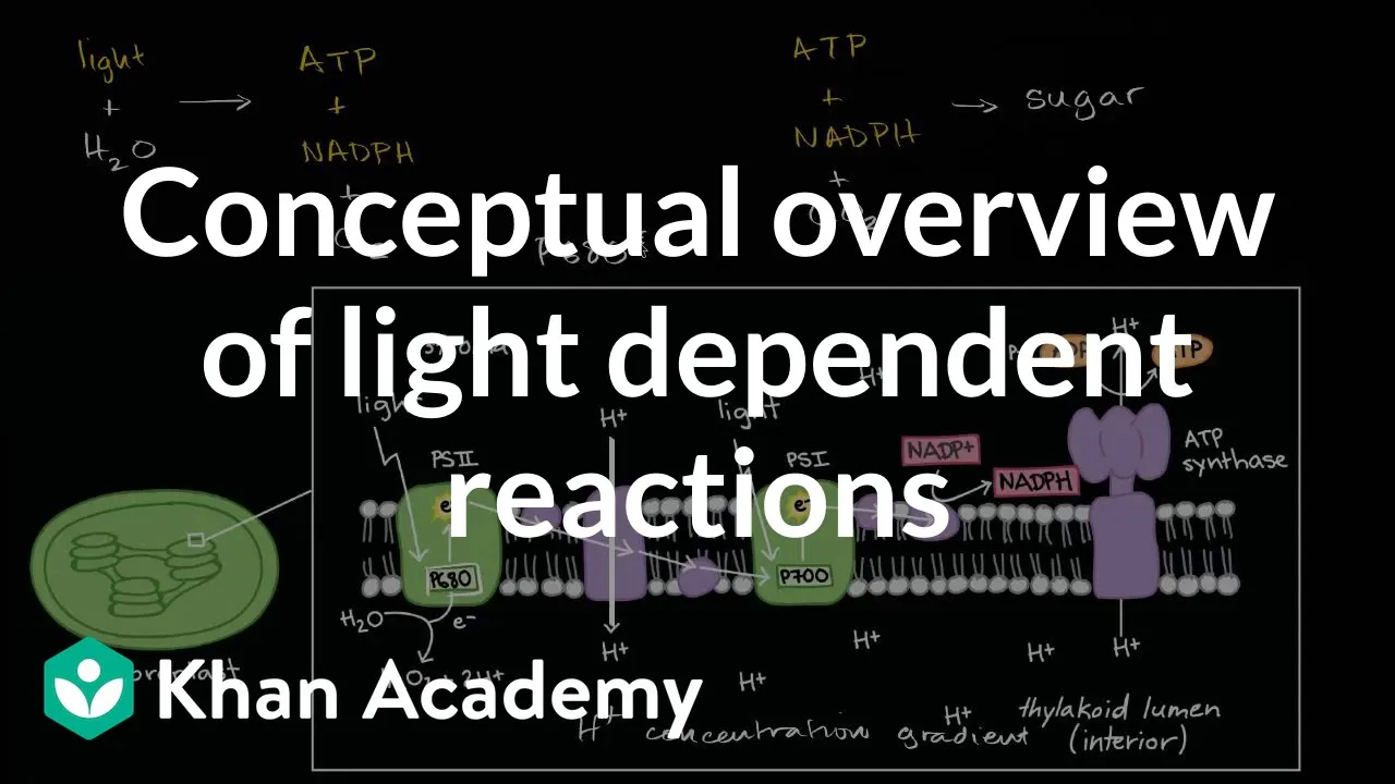 Conceptual overview of light dependent reactions