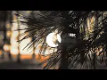 Nico Morano feat  Jinadu - Solaris (Sabb Radiant Mix) [DLN025R]