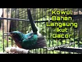 Download Lagu Kolibri Wulung Gacor Full Isian Mewah Untuk Pancingan Kowul Agar Langsung Bunyi