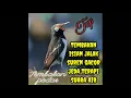 Download Lagu Tembakan pedas isian jalak suren gacor jeda terapi suara air
