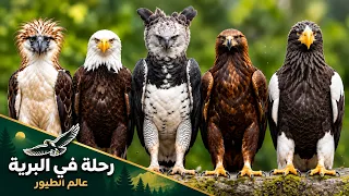 أجمل    نسور في العالم   ملوك السماء وأقوى الطيور الجارحة دندنها