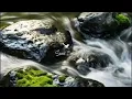 Download Lagu 🔴 Suara air sungai untuk terapi burung stress - Relaksasi Burung - Terapi burung macet