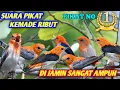 Lagu SUARA PIKAT BURUNG KEMADE RIBUT/ BURUNG CABE-CABEAN