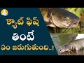 Download Lagu Interesting Catfish Facts in Telugu | #drcalmssanjeevani #catfish #fish #eatingfish #nonveg #health