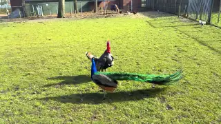 Turkey vs Peacock - who will win