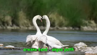 arwana angsa putih