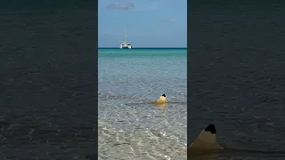 Let’s Go Swimming #sharks #swimming #ocean #sailing #wildlife