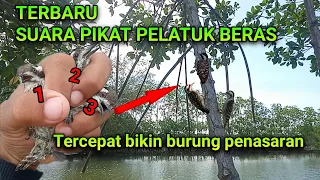 Download Suara Pikat Burung Pelatuk Beras Anti Zonk. Burung Liar 💯% Langsung Turun MP3