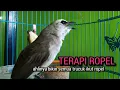 Download Lagu trucukan gacor ROPEL PANJANG pancingan trucukan agar bunyi JADIKAN burung trucuk gacor NYAUT EMOSI